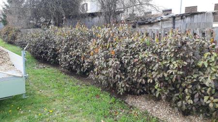 ograja fotinija Prečna (4)
